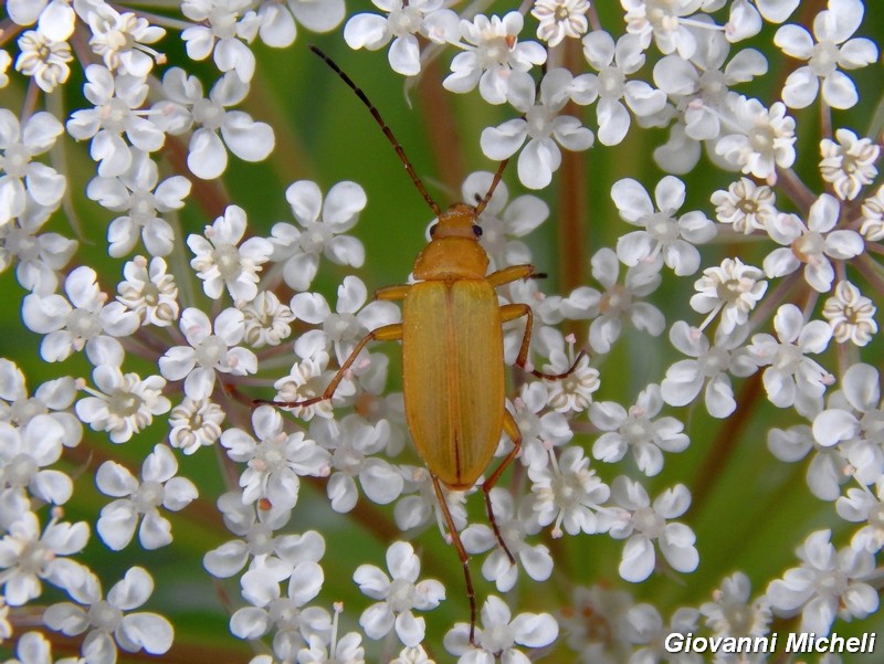 Serie di Tenebrionidae del Parco del Ticino